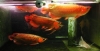 quality-arowana-fishesfor-sale